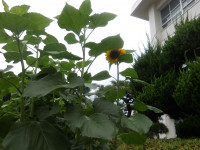 IMGP0973