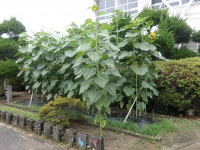 IMGP0972