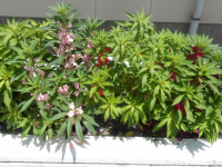 IMGP0977
