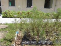 IMGP0980